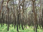 ������X�ь����̎ʐ^2