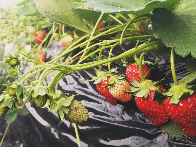 �y���炱��������������͂Ƃ��Ă����������I_�g���_��