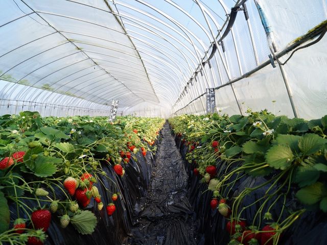 �g���_��