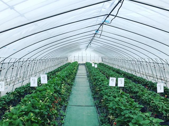 �g���_��