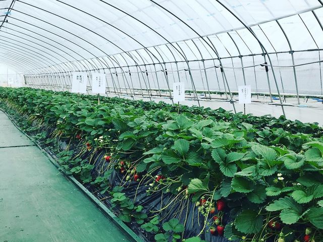 �g���_��