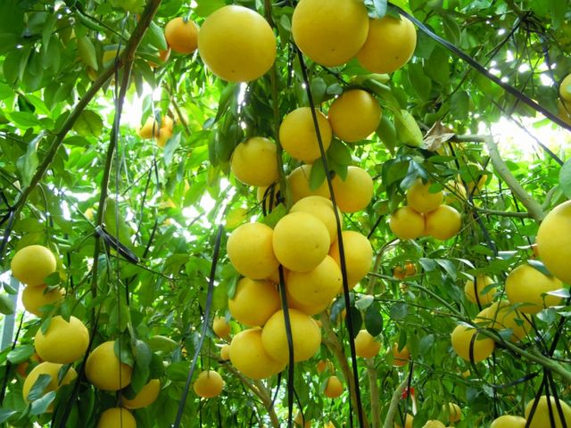 �����t���[�c�r���b�W