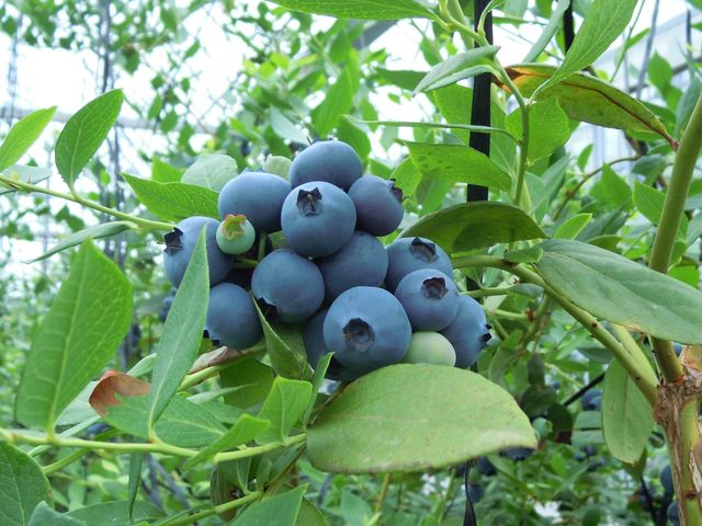 �����t���[�c�r���b�W