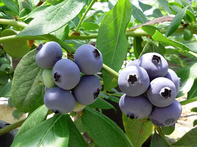 �����t���[�c�r���b�W