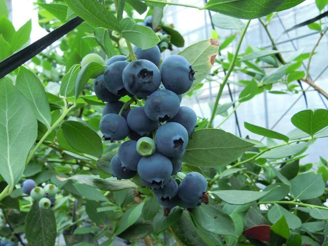 �����t���[�c�r���b�W