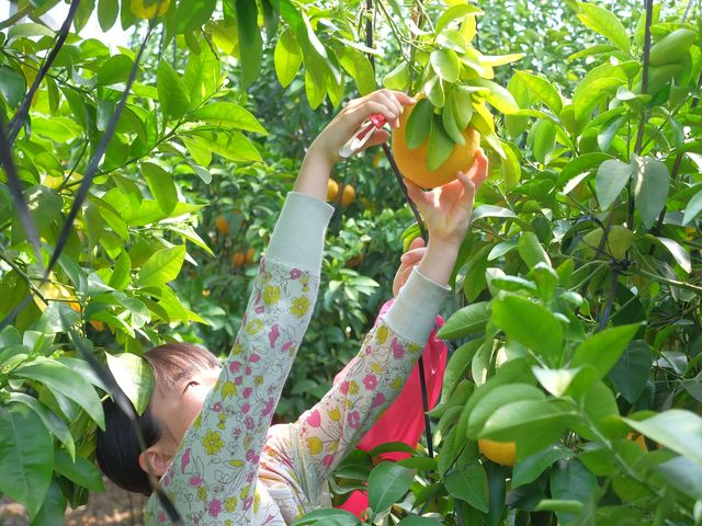 �����t���[�c�r���b�W