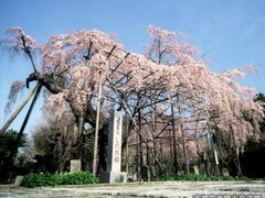 �ˉ_���̂�������̎ʐ^1