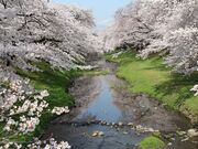 �������(����Γ�)�̎ʐ^1