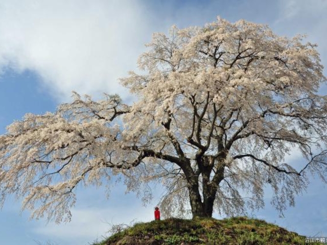 �㔭�m�̃V�_���U�N���̎ʐ^1