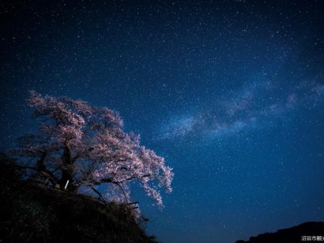 ���m�̃q�K���U�N���̎ʐ^1