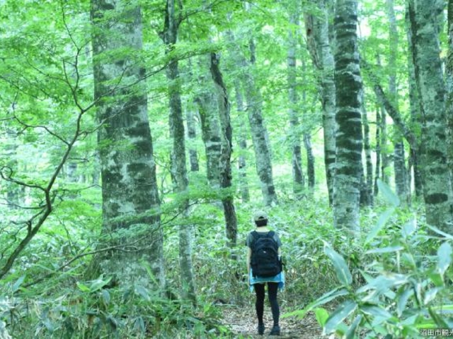 �ʌ������̃u�i���̎ʐ^1