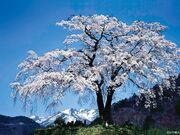 �㔭�m�̃V�_���U�N���̎ʐ^2