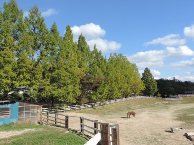 �j�ӂ��[�ނ̎ʐ^1