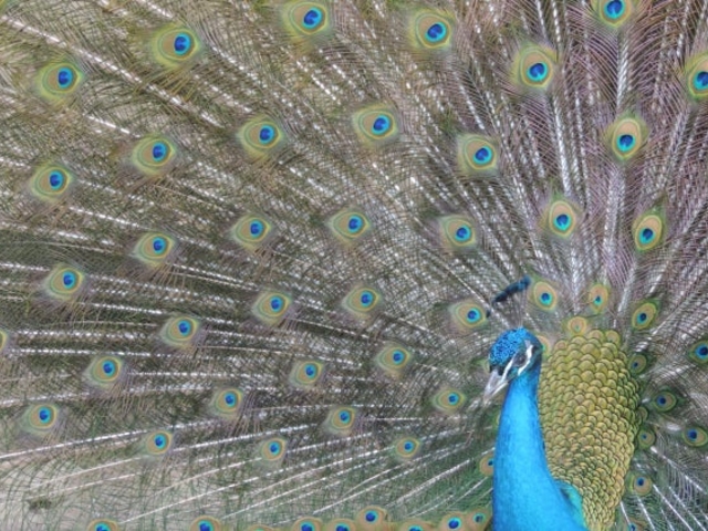 �N�W���N_�j�ӂ��[��