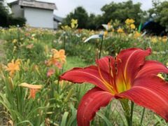 �w�����J���X���̎ʐ^1