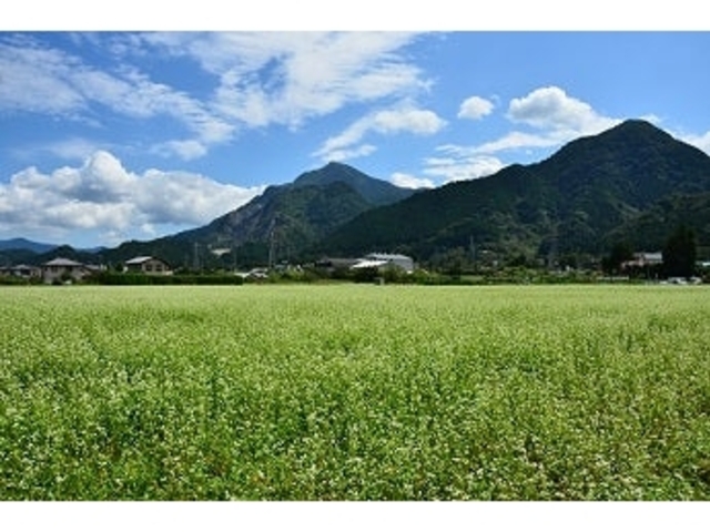 �����ԉԌ��̗��̎ʐ^1