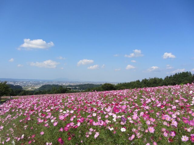 ���R�ӂꂠ���_�ƌ����̎ʐ^1