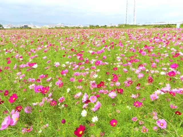 �ÒÒn��̃R�X���X�̎ʐ^1