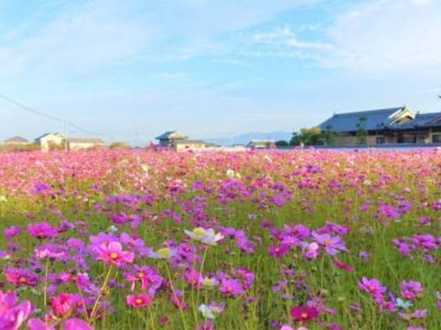 ��었�R�X���X�̗��̎ʐ^1