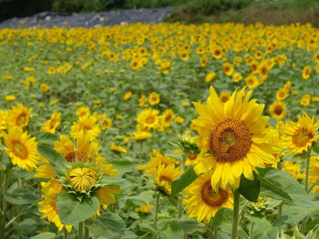 �喓���Ђ܂�蔨�̎ʐ^1