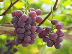 �Ԃǂ����̎ʐ^