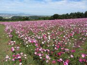 ���R�ӂꂠ���_�ƌ����̎ʐ^2