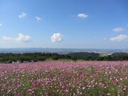 ���R�ӂꂠ���_�ƌ����̎ʐ^3