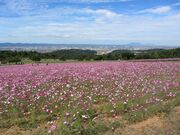 ���R�ӂꂠ���_�ƌ����̎ʐ^4