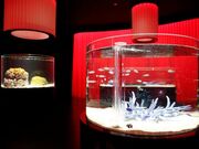 �j�t�����y�������̊ӏ܁z�̎ʐ^2