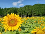 �A���V���N���[�h�ό�����̎ʐ^2