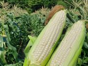 �A���V���N���[�h�ό�����̎ʐ^4