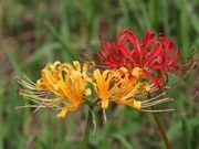 ؔRXXX/֎썹؂̎ʐ^2