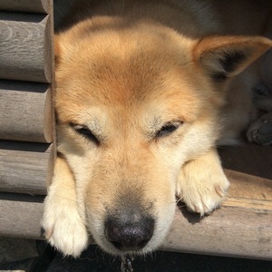 ミル姉さんさん