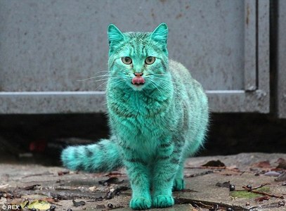 ワサビさん