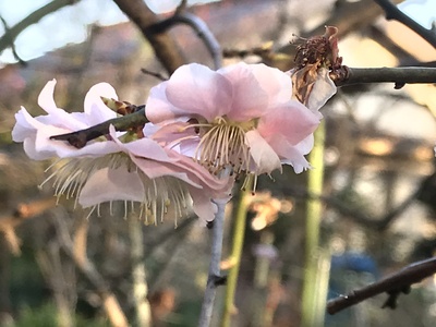 タエコさん