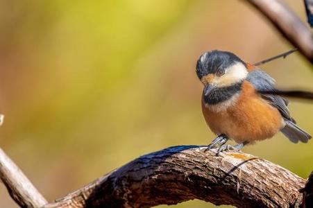 ��ᡍE����