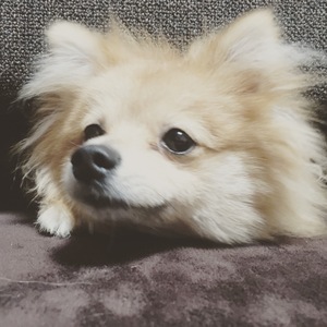 みやぴさん