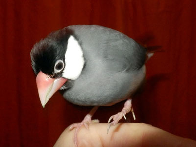 ������񂳂�