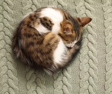 にゃんちゃんさん