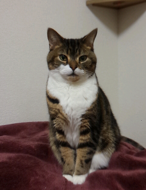 にゃん太さん