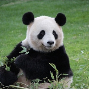 �v�b�`�[����