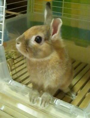 ポッキーさん