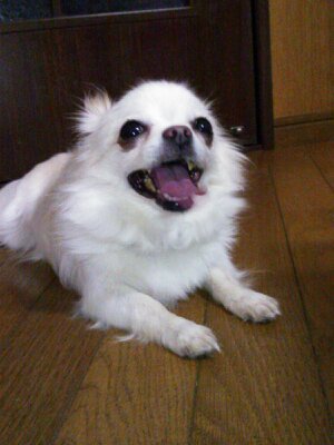 ほのぼのさん