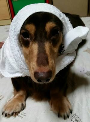 茶々さん
