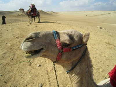 たろちゃんさん