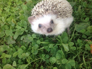 あっきーさん