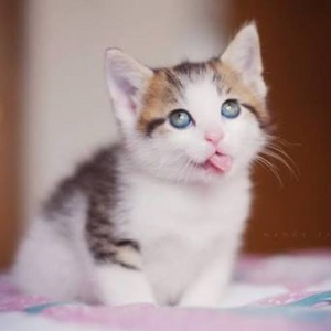 �j�b�L�[����