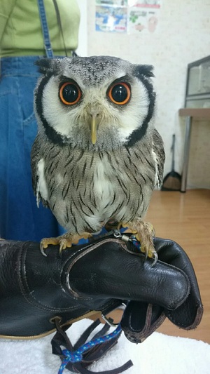 komuさん