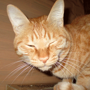 ���邩����