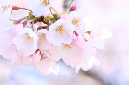 SAKURAさん